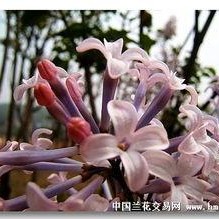 国产丁香网,探索中医药文化的瑰宝与传承