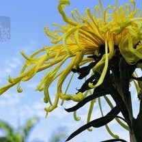 国产爆菊花,绽放民族特色的创新之花